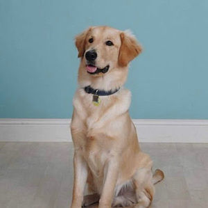 Meet your Posher, Carlos